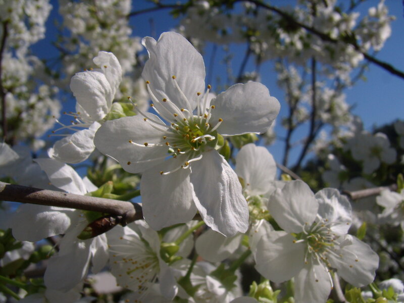 White Cherry Blossoms — Serene, Spring, Photograph, Flowers, Branches, Sky