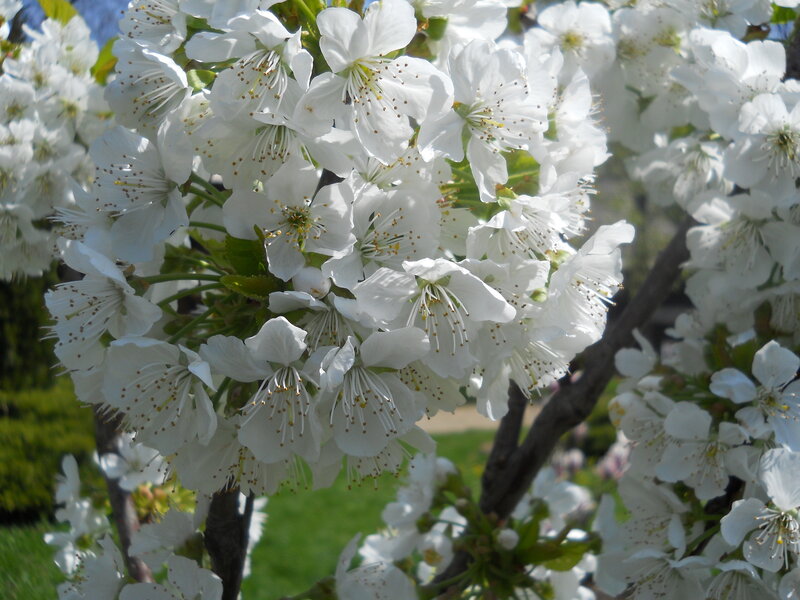 White Cherry Blossoms — Serene, Spring, Photograph, Flowers, Branches