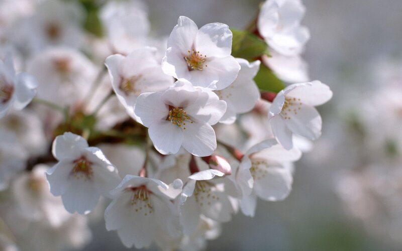 White Cherry Blossoms — Serene, Spring, Photograph, Flowers, Buds, Branches