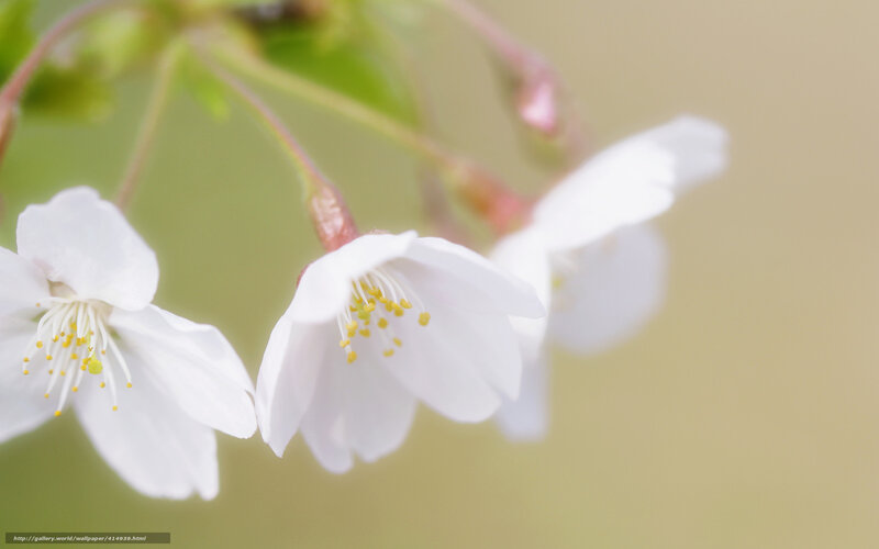 White Cherry Blossoms — Serene, Spring, Photograph, Flowers, Buds, Green Leaves