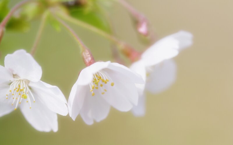 White Cherry Blossoms — Serene, Spring, Photograph, Flowers, Buds, Stem