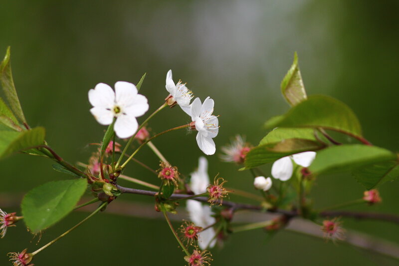 White Cherry Blossoms — Serene, Spring, Photograph, Flowers, Leaves