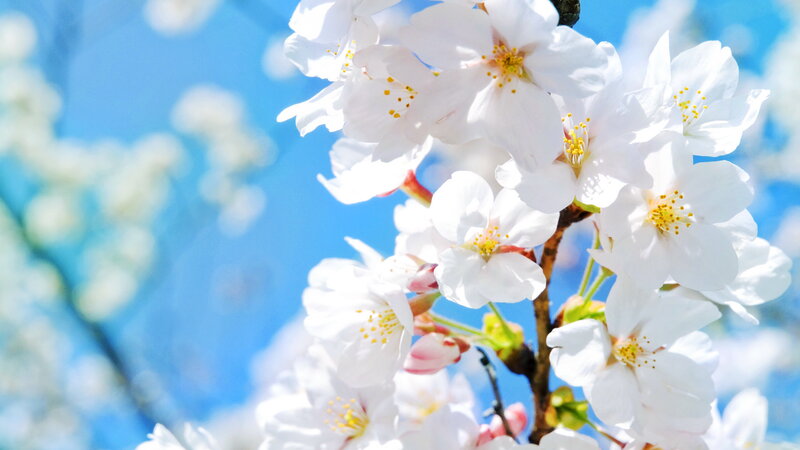 White Cherry Blossoms — Serene, Spring, Photograph, Flowers, Sky