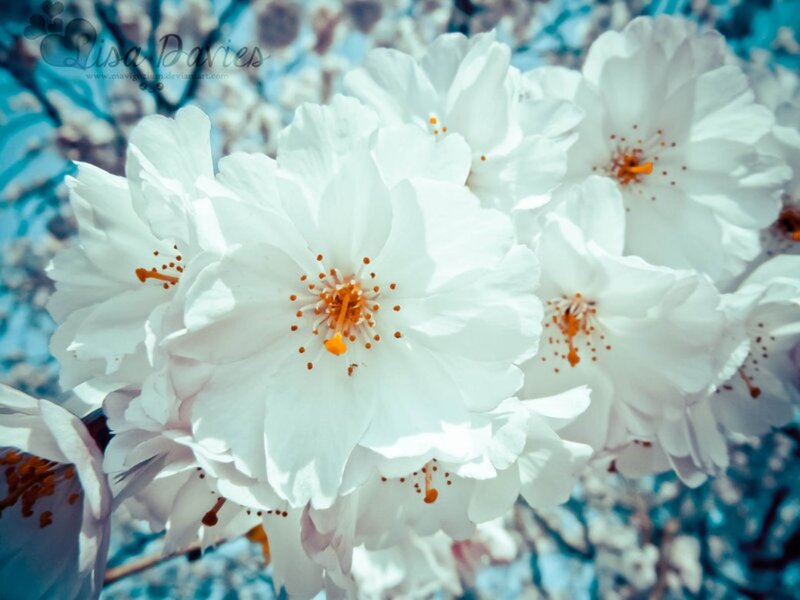 White Cherry Blossoms — Serene, Spring, Photograph, Flowers, Stamen, Branches