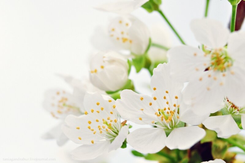 White Cherry Blossoms — Serene, Spring, Photograph, Flowers, Stamen, Green Leaves