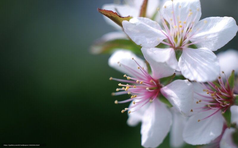 White Cherry Blossoms — Serene, Spring, Photograph, Flowers, Stamen, Leaf