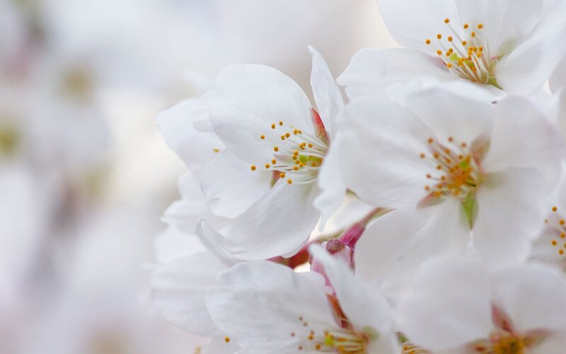 White Cherry Blossoms — Serene, Spring, Photograph, Flowers, Stamen, Petals