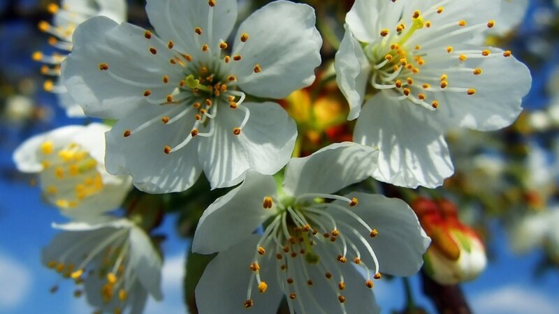 White Cherry Blossoms — Serene, Spring, Photograph, Flowers, Stamen