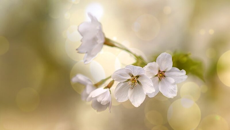 White Cherry Blossoms — Serene, Spring, Photograph, Flowers, Stem