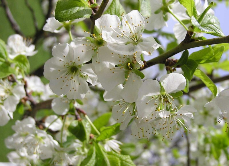 White Cherry Blossoms — Serene, Spring, Photograph, Flowers