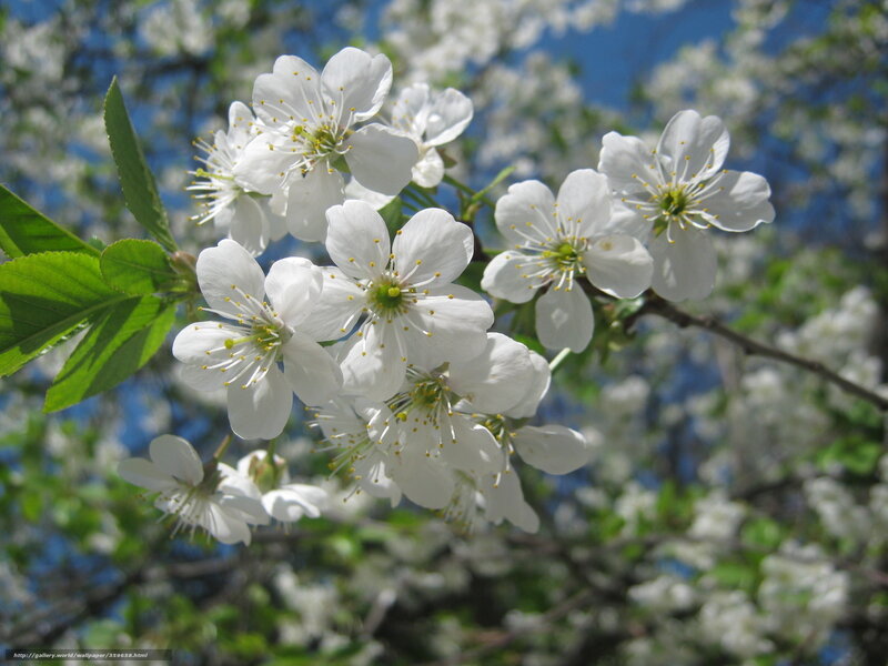 White Cherry Blossoms — Serene, Spring, Photograph, Green Leaves, Blue Sky, Tree Branch