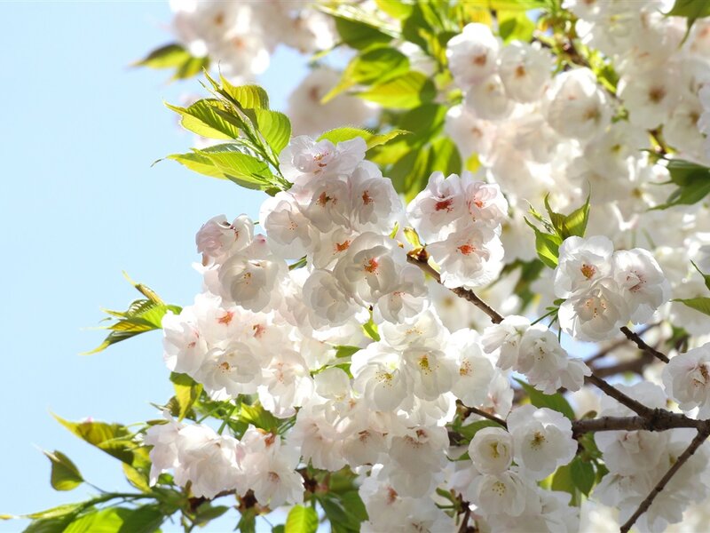 White Cherry Blossoms — Serene, Spring, Photograph, Green Leaves, Branches