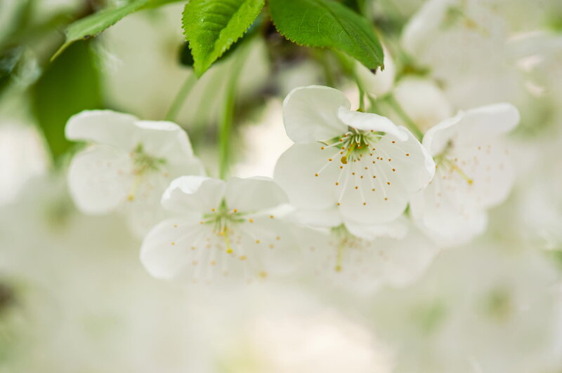 White Cherry Blossoms — Serene, Spring, Photograph, Green Leaves, Flower Petals