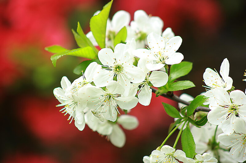 White Cherry Blossoms — Serene, Spring, Photograph, Green Leaves, Insect
