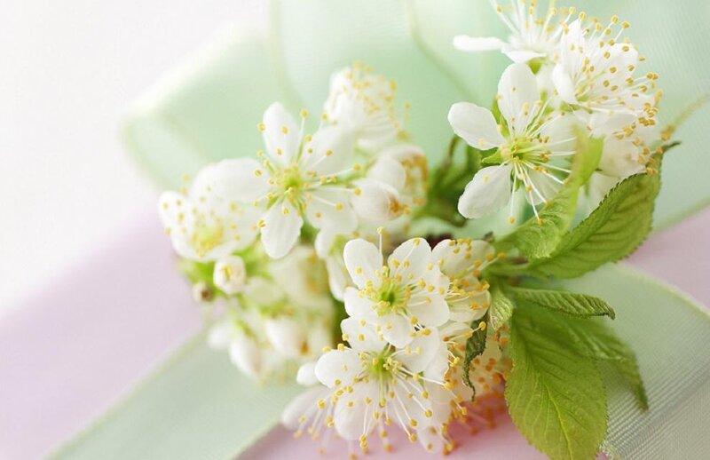 White Cherry Blossoms — Serene, Spring, Photograph, Green Leaves