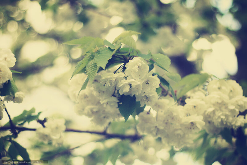 White Cherry Blossoms — Serene, Spring, Photograph, Green Leaves, Tree Branch