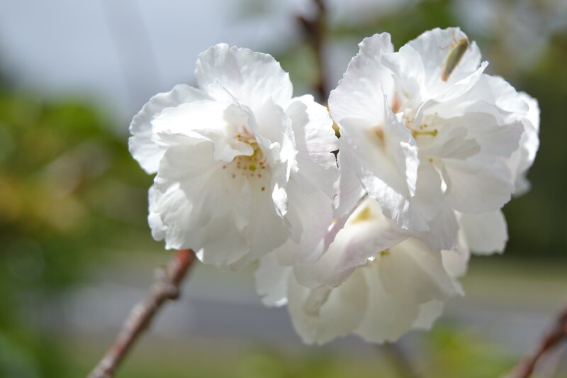 White Cherry Blossoms — Serene, Spring, Photograph, Insect