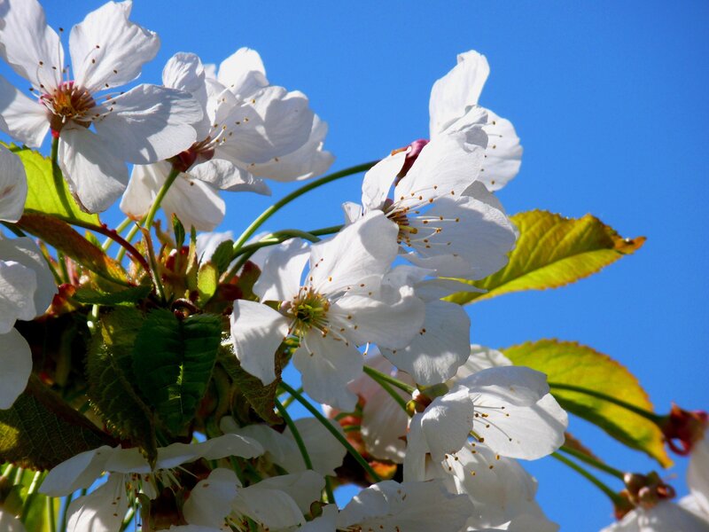 White Cherry Blossoms — Serene, Spring, Photograph, Leaves, Blue Sky