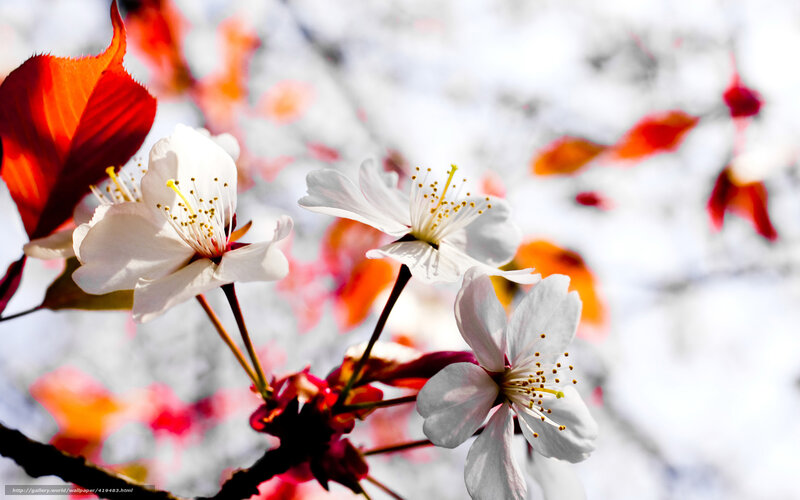 White Cherry Blossoms — Serene, Spring, Photograph, Leaves, Branches, Sunlight