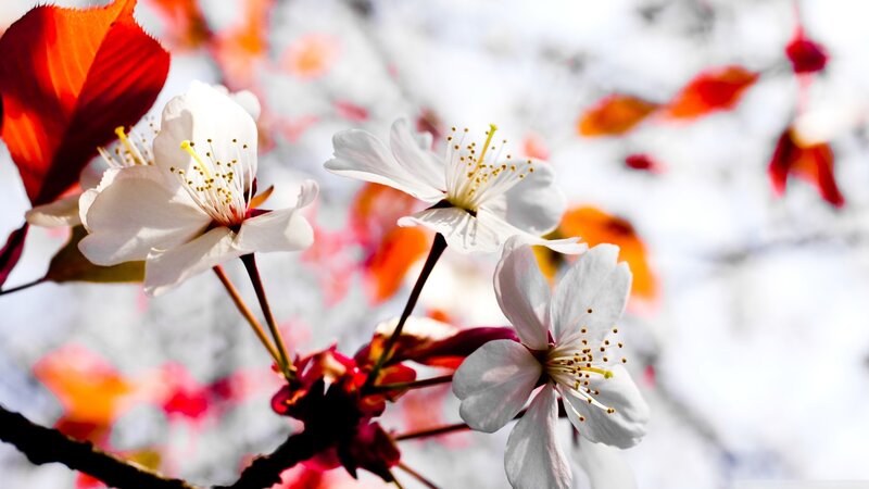 White Cherry Blossoms — Serene, Spring, Photograph, Leaves, Branches