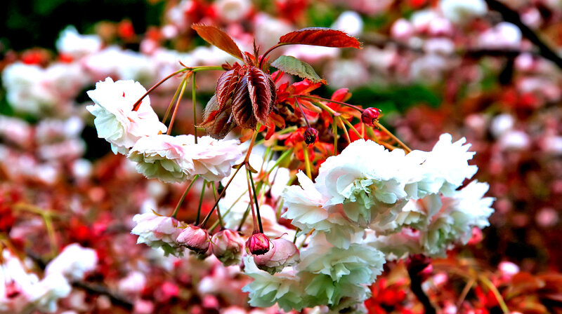 White Cherry Blossoms — Serene, Spring, Photograph, Leaves, Buds