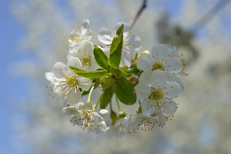 White Cherry Blossoms — Serene, Spring, Photograph, Leaves, Sky