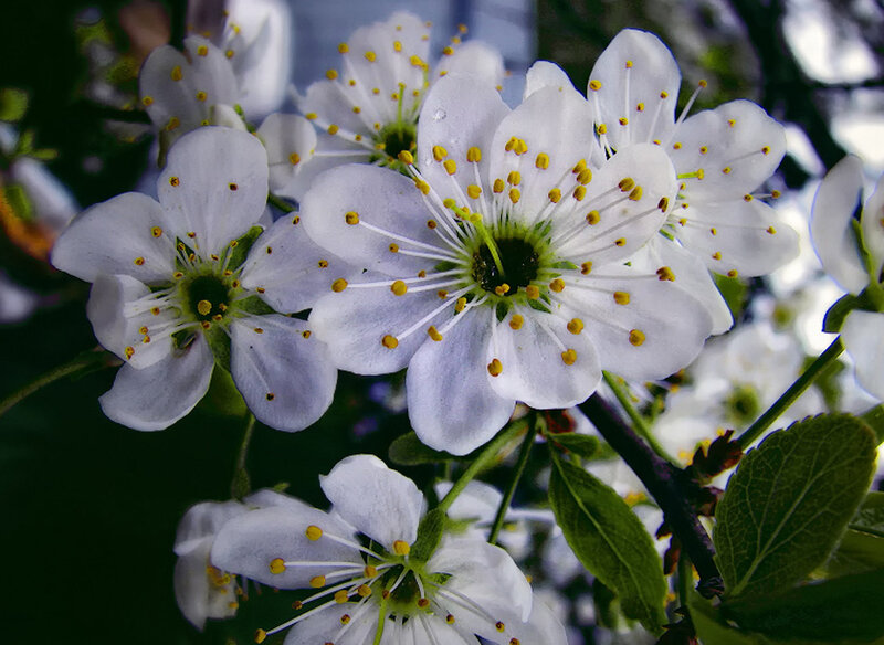 White Cherry Blossoms — Serene, Spring, Photograph, Leaves, Stamen