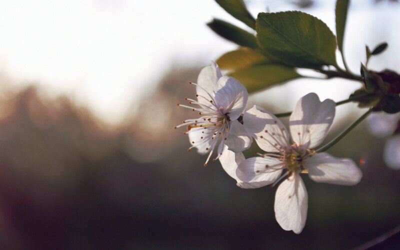 White Cherry Blossoms — Serene, Spring, Photograph, Leaves, Sunlight