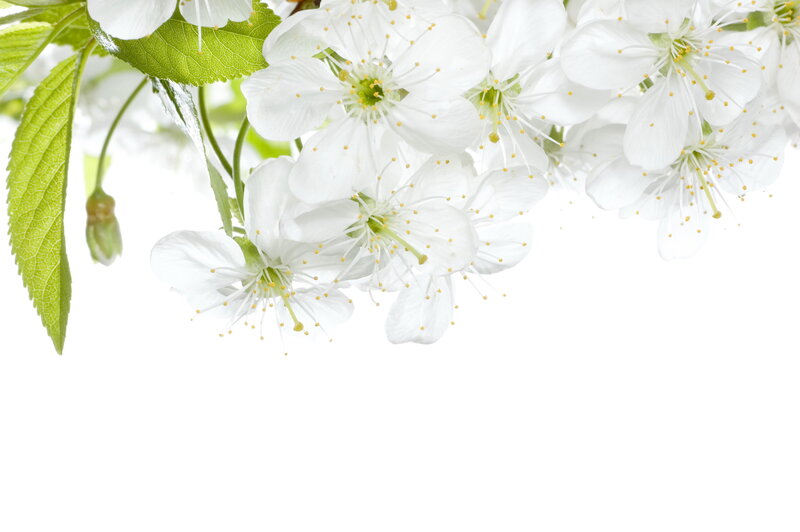 White Cherry Blossoms — Serene, Spring, Photograph, Leaves