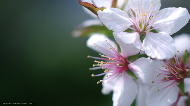 White Cherry Blossoms — Serene, Spring, Photograph, Petals, Stamen, Green Leaves