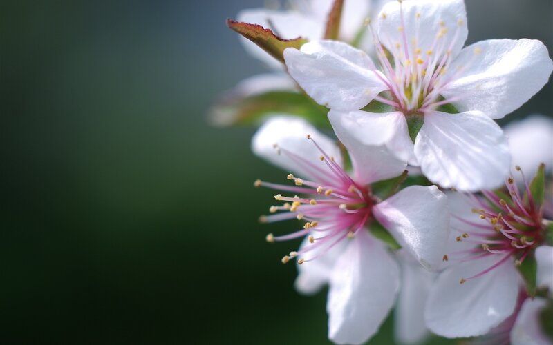 White Cherry Blossoms — Serene, Spring, Photograph, Petals, Stamen