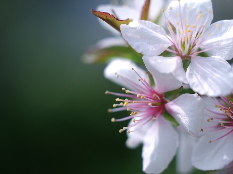 White Cherry Blossoms — Serene, Spring, Photograph, Petals