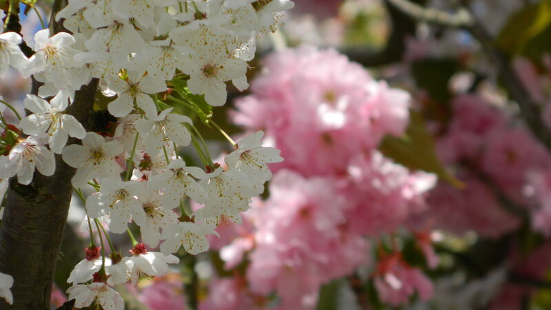 White Cherry Blossoms — Serene, Spring, Photograph, Pink Flowers