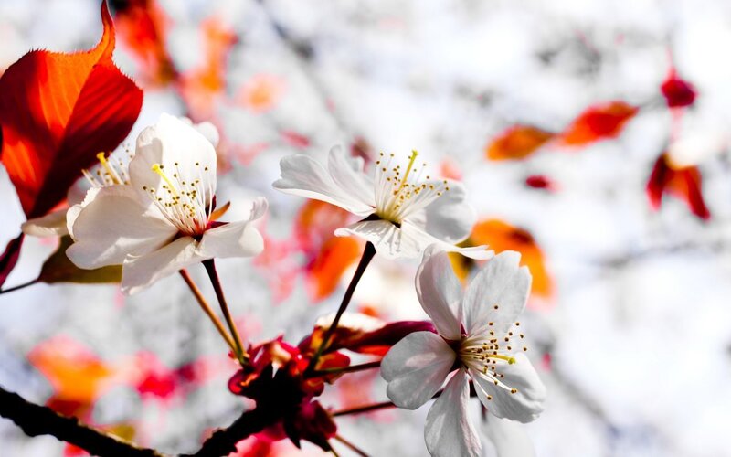 White Cherry Blossoms — Serene, Spring, Photograph, Red Leaves