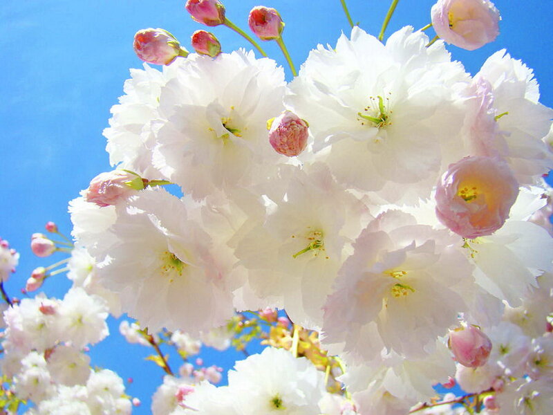 White Cherry Blossoms — Serene, Spring, Photograph, Sky