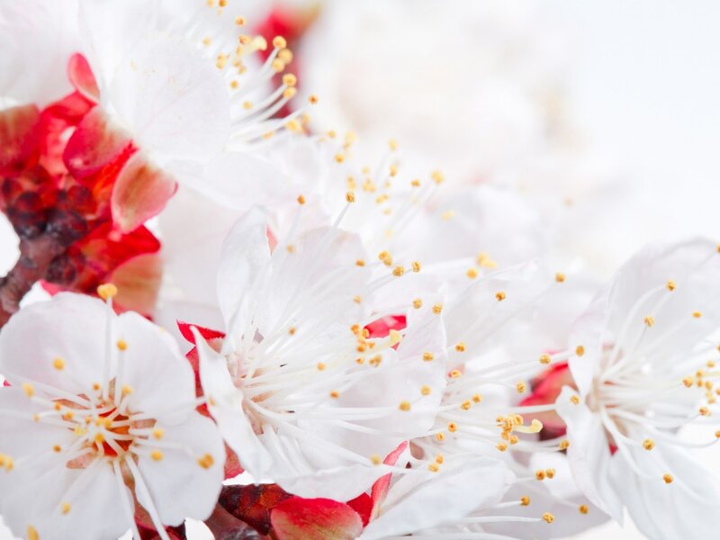 White Cherry Blossoms — Serene, Spring, Photograph, Stamen