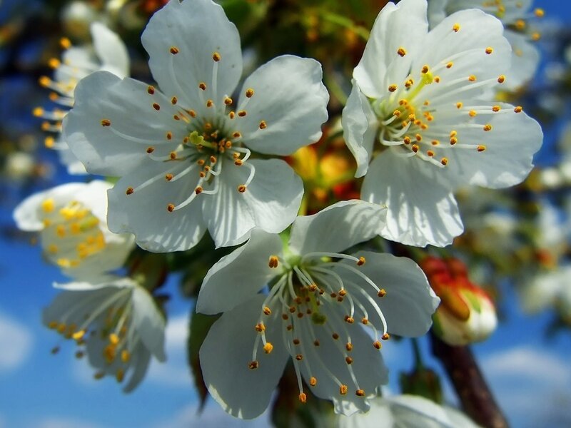 White Cherry Blossoms — Serene, Spring, Photograph
