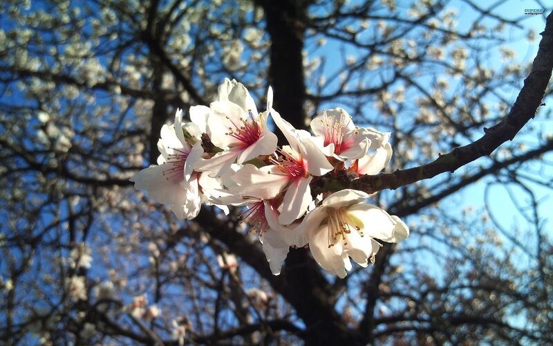 White Cherry Blossoms — Serene, Spring, Photograph, Tree Branch