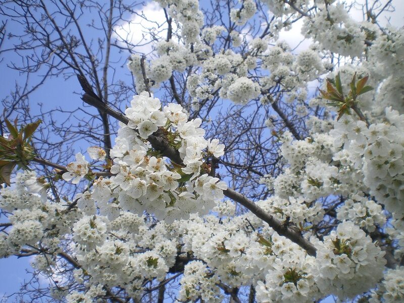 White Cherry Blossoms — Serene, Spring, Photograph, Tree Branches, Blue Sky