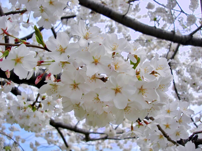 White Cherry Blossoms — Serene, Spring, Photograph, Tree Branches, Green Leaves, Sky