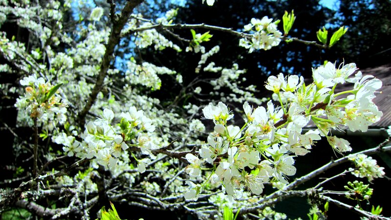 White Cherry Blossoms — Serene, Spring, Photograph, Tree Branches, Green Leaves