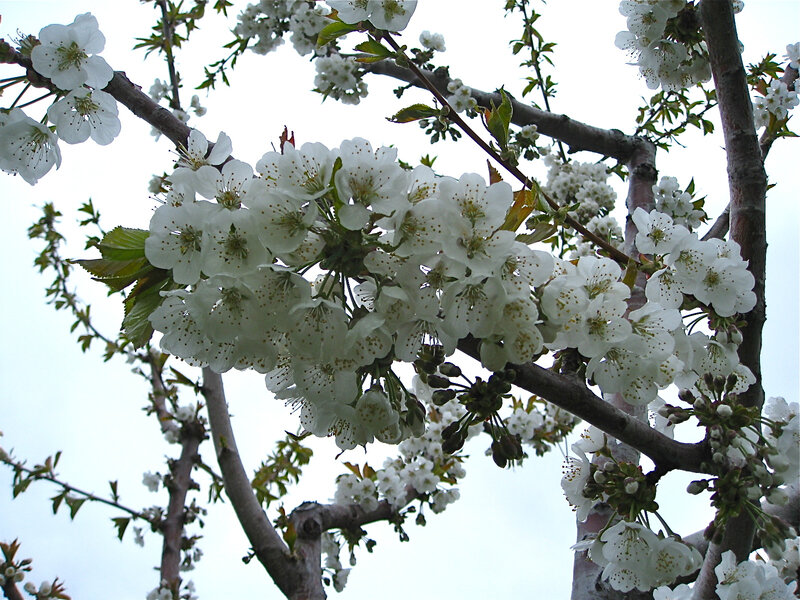 White Cherry Blossoms — Serene, Spring, Photograph, Tree Branches, Leaves