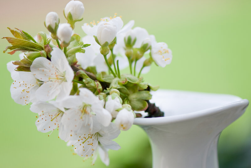 White Cherry Blossoms — Serene, Spring, Photograph, Vase