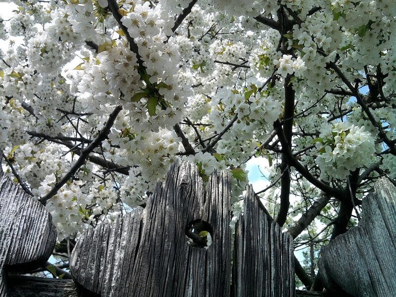 White Cherry Blossoms — Serene, Spring, Photograph, Wooden Fence