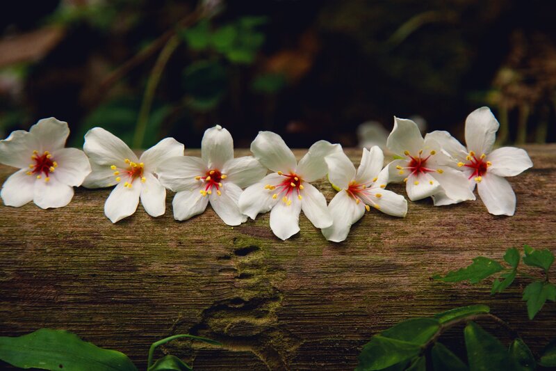 White Cherry Blossoms — Serene, Spring, Photograph, Wooden Log