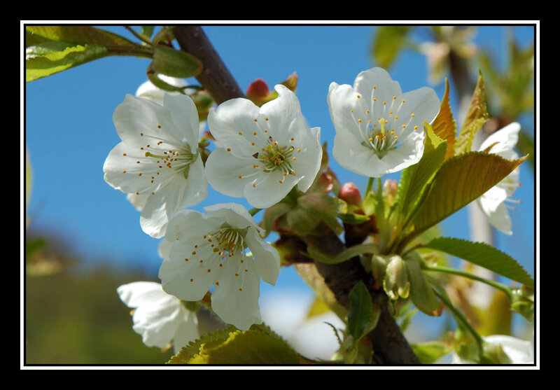 White Cherry Blossoms — Serene, Spring