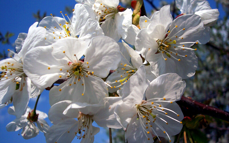 White Cherry Blossoms — Serene, Yellow