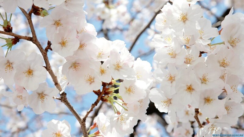 White Cherry Blossoms — Spring, Branches