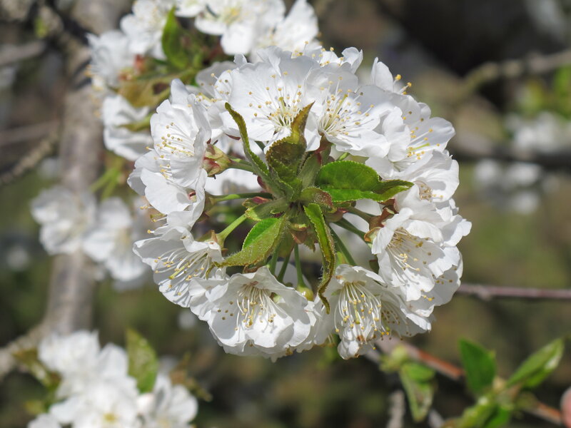 White Cherry Blossoms — Spring, Leaves