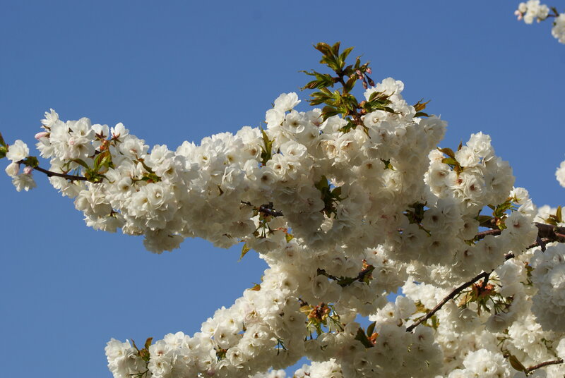 White Cherry Blossoms — Spring, Sky
